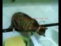 minù simba coppola