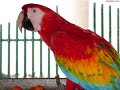 Kili Paaddu - The Parrot Song