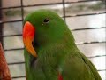 Kili Paaddu - The Parrot Song