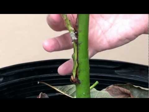 how to avocado tree