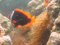 Clownfish.avi