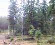 Quietness of the forest in Ikaalinen