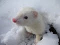 Ferrets Tunneling In Snow