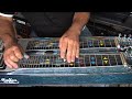 Panama Red Intro E9 Pedal Steel Guitar Panama Red Intro E9 Pedal Steel Guitar