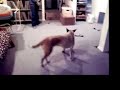 Hank the Cowdawg - Red Heeler at 15mo