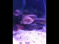 Petrochromis with skies