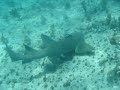 SharkAttack! Spearfishing SharkAttack! Spearfishing