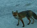 Fuchs auf der Jagd II