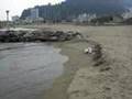 ぱこたんの海遊び