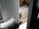 Visit from next door 4