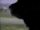 Rowan Der Wunderhund