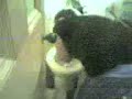 the-21st-birthday-barf.html