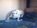 Dalmatian