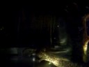 Pleurodeles walt  amplexus