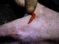Strangest Invertebrate Ever