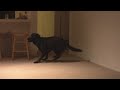 We go through this every night, Crash starts dancing around the house about 10 minutes before dinner time. Then I ask him if he wants food, and well.... you can see the rest! Crash is fed Rotations Dog Food www.rotationspetfood.com Thanks for getting this video top honors guys: #58 - Most Discussed (Today) - Pets & Animals #8 - Top Rated (Today) - Pets & Animals #49 - Top Rated (This Week) - Pets & Animals #68 - Most Viewed (Today) - Pets & Animals #84 - Most Viewed (Today) - Pets & Animals - Australia Crash on the most viewed page: i33.photobucket.com Certified Professional Dog Trainer: Sarah Cross, CPDT