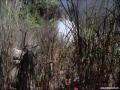 Hamburger Hill Hamburger Hill