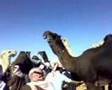 فحل ابن طبخان فحل ابن طبخان