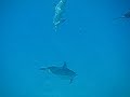 Three Dolphins Chirping: http://t.co/z1wMgMPF @youtubeさんから これか