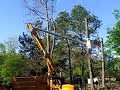 Tree Cutting in Baton Rouge Tree Cutting in Baton Rouge