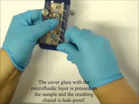 how to isolate rhodococcus