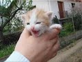 La vie de Chat....!!!!