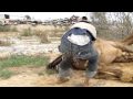 Camel giving birth.