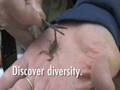 videos de Discover Entomology at Texas A&M University