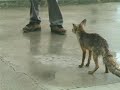 El Zorro de Vegaterrón/The Fox of Vegaterrón/ El Zorro de Vegaterrón/The Fox of Vegaterrón/