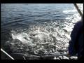 Fish Killers - Salmon fishing in Wrangell Alaska