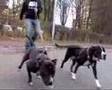 Mornin' Walkies 2007-011-08 - American Staffordshire Terrier