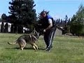 Schutzhund Obedience Training