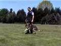 Schutzhund Obedience Training