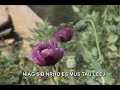 cib xyooj