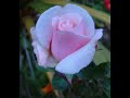 WWW.MESCERE.NET Holy islam Prophet God Creator Resurrection Day of judgement Praise Pray Peace Monotheism Justice Prophethood Heaven Paradise Hell Attribute Pilgrimage Existence Creation Apostles Sinless Sins Regret Feelings Revelation Believer Patient Ungrateful Fasting Mystic Poem Truth...