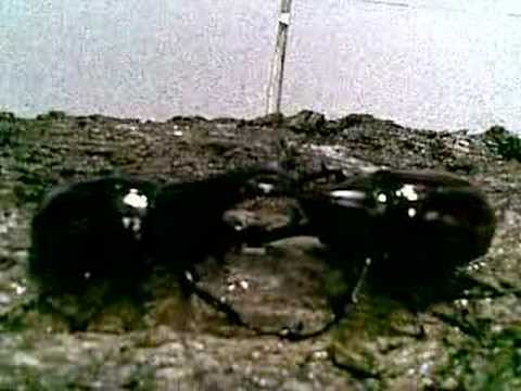Beetles fighting