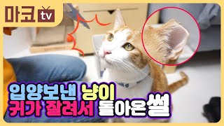 애묘사료 유튜브영상