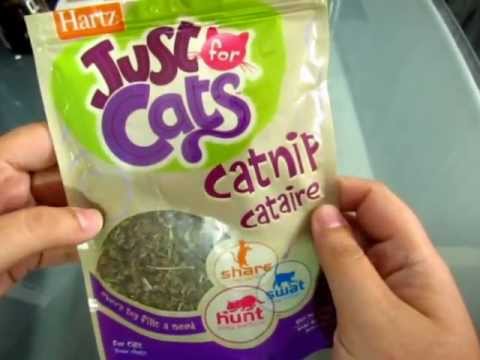 Que es el Catnip y Sus Efectos En Mi Gato (Nepeta Cataria)