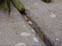 The Cat and the Caterpillar and the Acorn.wmv