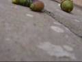 The Cat and the caterpillar and the acorn.wmv