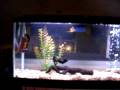 My Tiger Oscar and Gold Gourami