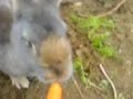 Bunny\