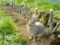 Bunny's Hedges