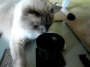 Earl the Ragdoll Cat vs. a CPU Air Duct