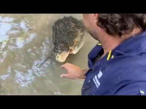 Extraordinary moment man pushes away a crocodile in a river🐊 treats it like a dog.