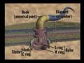 The Biochemical Challenge to Darwinian Theory: Part 2 of 4