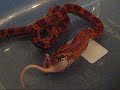 GYPSY VS STUAT LITTLE CORN SNAKE FEEDING TIME GYPSY VS STUAT LITTLE CORN SNAKE FEEDING TIME