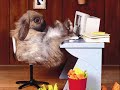 Funny Animals 2 Funny Animals 2