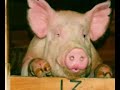 hitchens reads form god is not great  hitch on pigs 