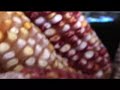 Gnu'u nuni 4/ Las palabras del maíz 4/ The words of corn 4